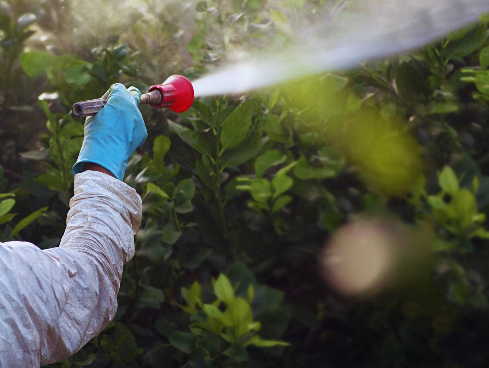 Tree & Shrub Care